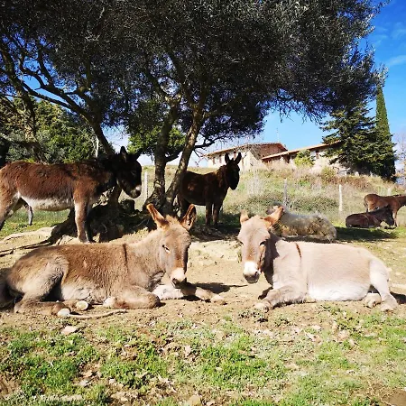 Nocleg ze śniadaniem Il Canto Dell'asino Gubbio