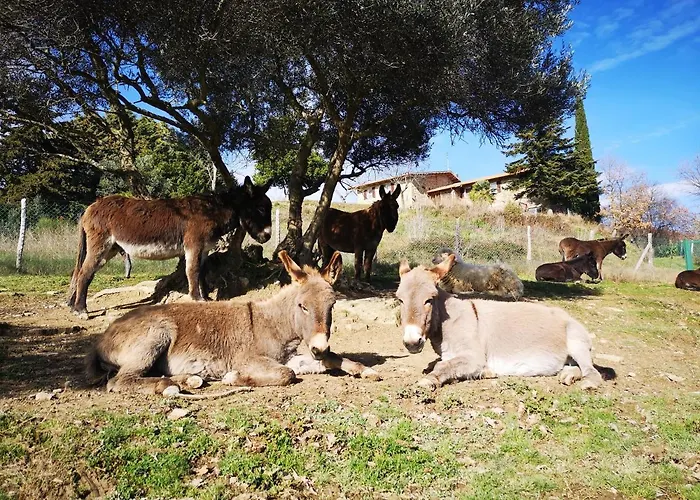 Alojamento de Acomodação e Pequeno-almoço Il Canto Dell'asino Gubbio